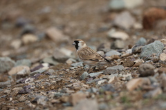 Montifringilla davidiana