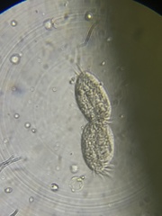 Hypotrichia
