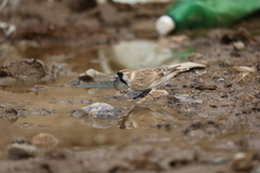 Montifringilla davidiana