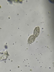 Hypotrichia