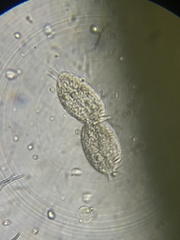 Hypotrichia