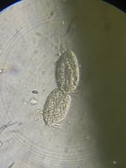 Hypotrichia