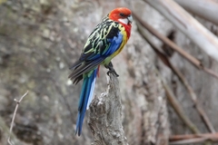 Platycercus eximius eximius