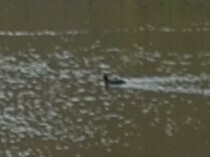 Fulica ardesiaca