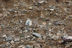 Bucanetes mongolicus