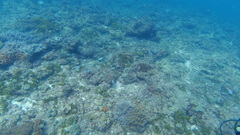 Acanthurus tennentii