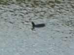 Fulica ardesiaca