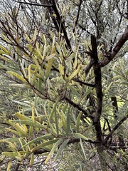 Prosopis glandulosa
