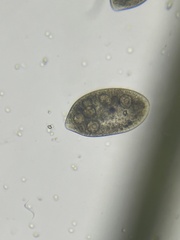 Frontonia
