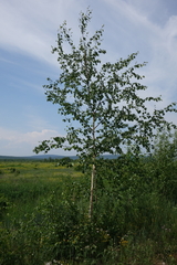 Betula platyphylla