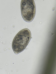 Frontonia