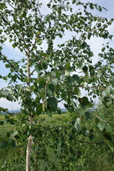 Betula platyphylla