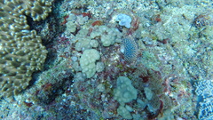 Cladiella