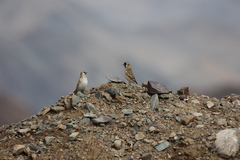 Montifringilla davidiana