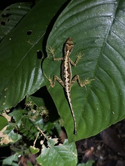 Anolis trachyderma