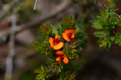 Pultenaea humilis