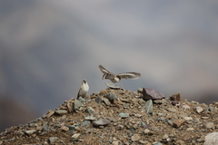 Montifringilla davidiana