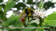 Bombus pyrosoma