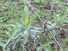 Salvia apiana × mellifera