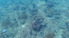 Acanthurus leucosternon