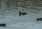 Fulica ardesiaca