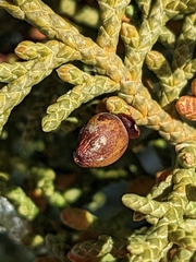Walshomyia juniperina