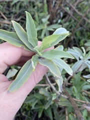 Salvia apiana × mellifera