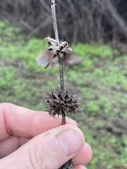 Salvia apiana × mellifera