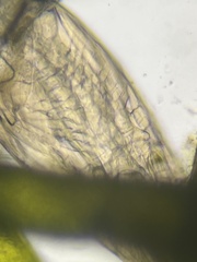 Insecta