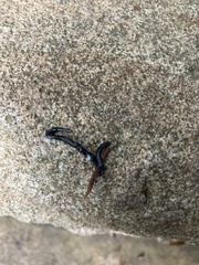 Caenoplana