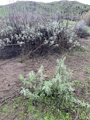 Salvia apiana × mellifera