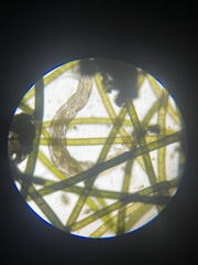 Insecta