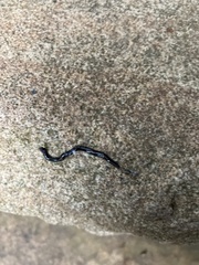 Caenoplana