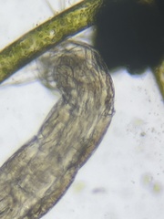 Insecta