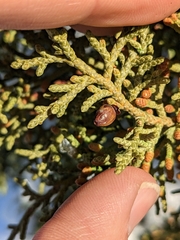 Walshomyia juniperina