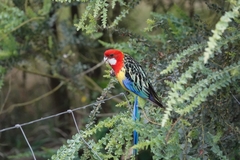 Platycercus eximius eximius