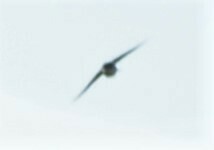 Pygochelidon cyanoleuca