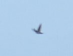 Pygochelidon cyanoleuca