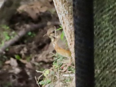 Turdus hortulorum