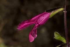 Salvia buchananii