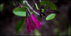 Salvia buchananii