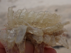 Ranella australasia