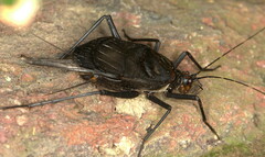 Homoeogryllus orientalis