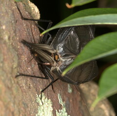 Homoeogryllus orientalis
