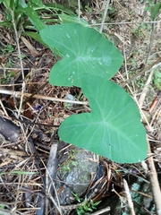 Colocasia