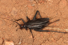 Homoeogryllus orientalis