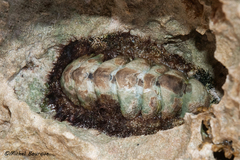 Acanthopleura granulata