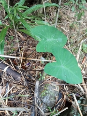 Colocasia