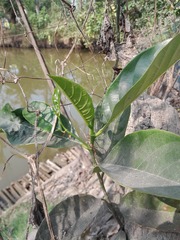 Artocarpus heterophyllus