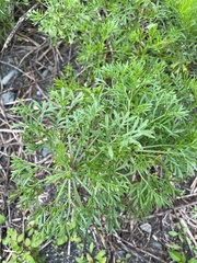Artemisia capillaris
